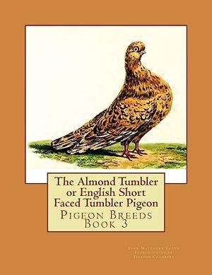 The Almond Tumbler or English Short Faced Tumbler Pigeon