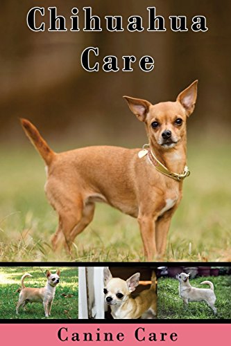 Chihuahua Care