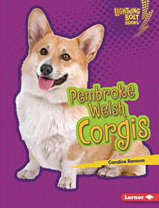 Pembroke Welsh Corgis 