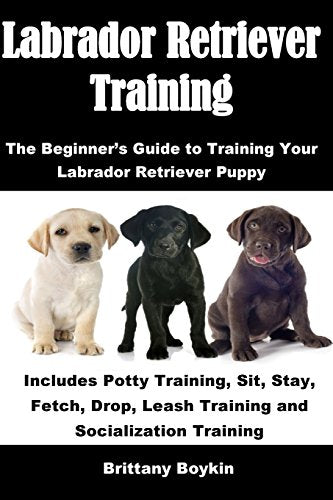 Labrador Retriever Training