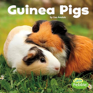 Our Pets Guinea Pigs 