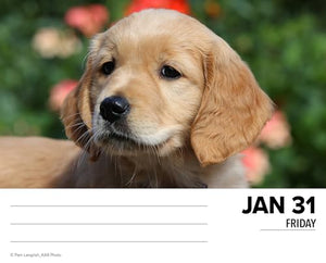 Goldens 2026 5.4 X 6.2 Box Calendar 