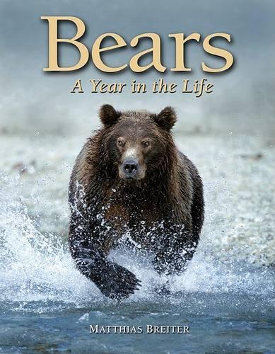 Bears