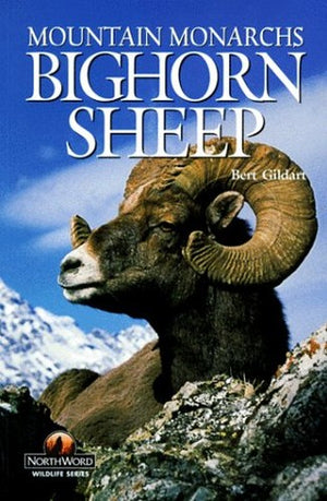 Bighorn Sheep