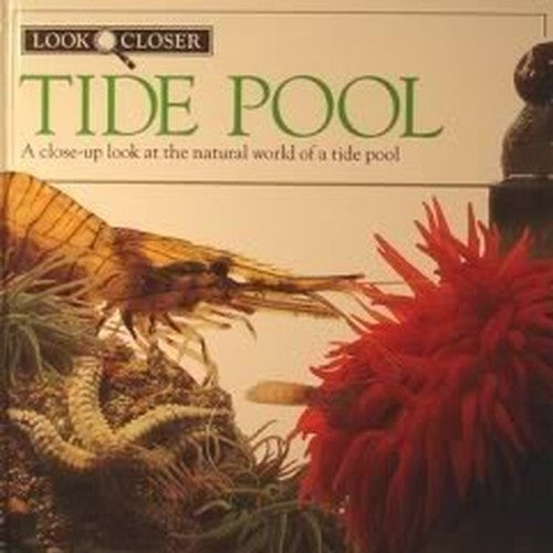 Tide Pool