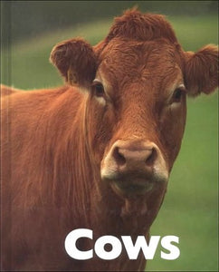 Cows 