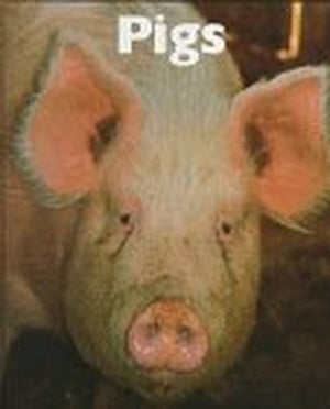 Pigs