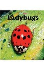 Ladybugs 