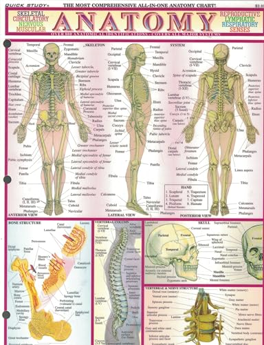 Anatomy