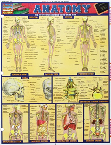 Anatomy (2 Panel) Bts Anatomy
