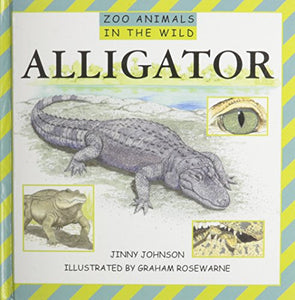 Alligator 