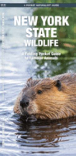 New York State Wildlife