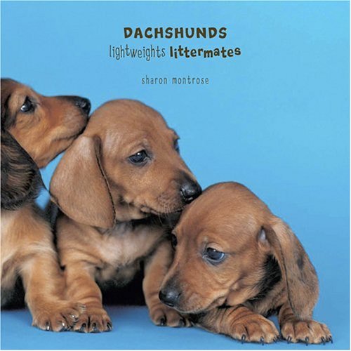 Dachsunds(Lightweights Littermates)