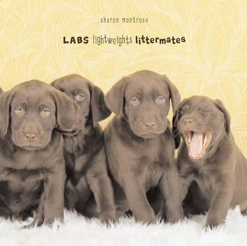 Labs (Lightweight Littermates)