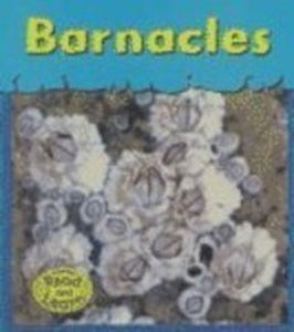 Barnacles 