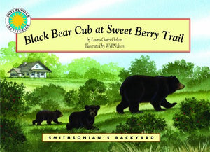 Black Bear Cub at Sweet Berry Trail