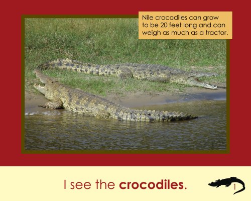 Nile Crocodiles