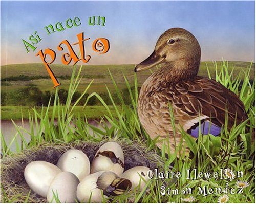 Asi Nace... Un Pato