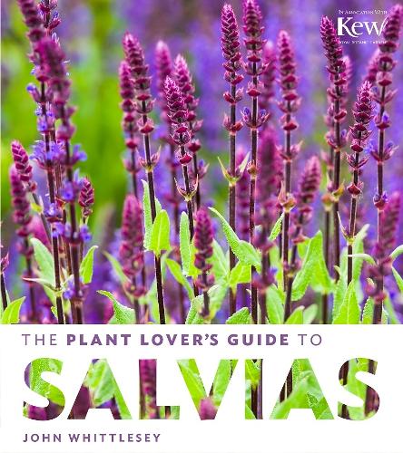 Plant Lovers Salvias - Hc