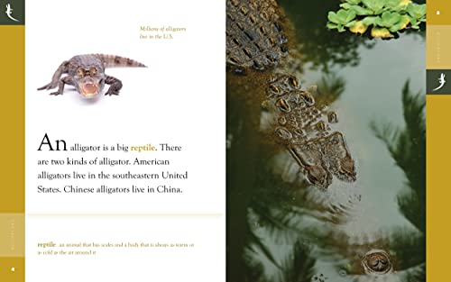 Alligators