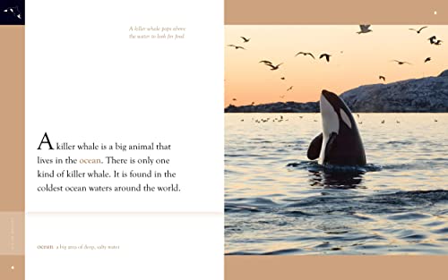 Killer Whales