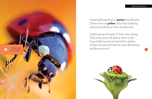 Ladybug