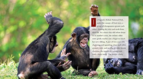 Chimpanzees