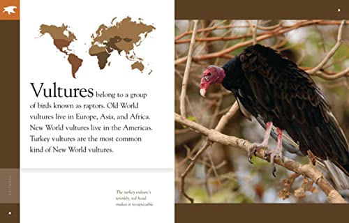 Amazing Animals Vultures