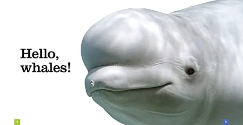 Seedlings Whales