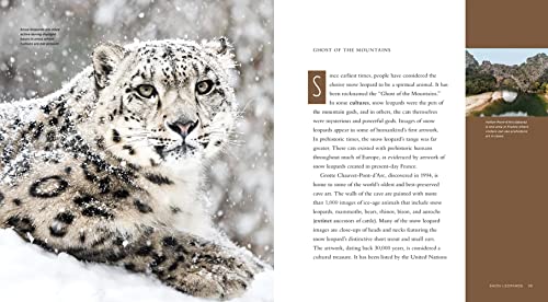 Snow Leopards