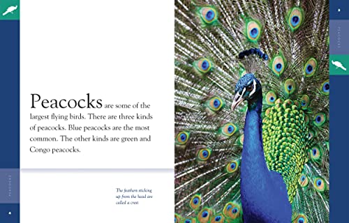Peacocks