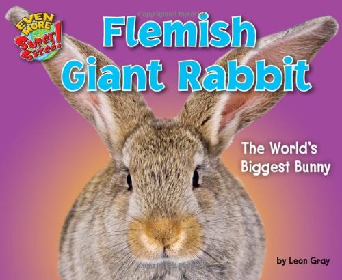 Flemish Giant Rabbit