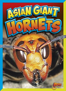 Asian Giant Hornets 