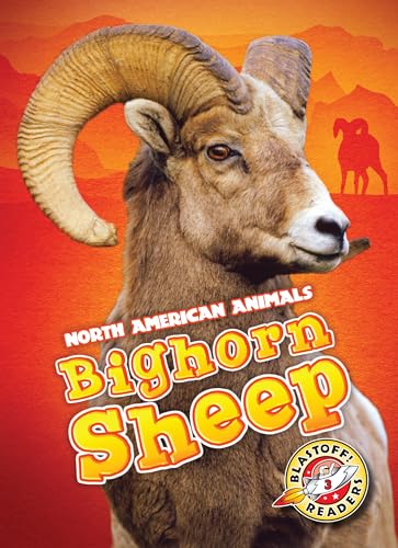 Bighorn Sheep