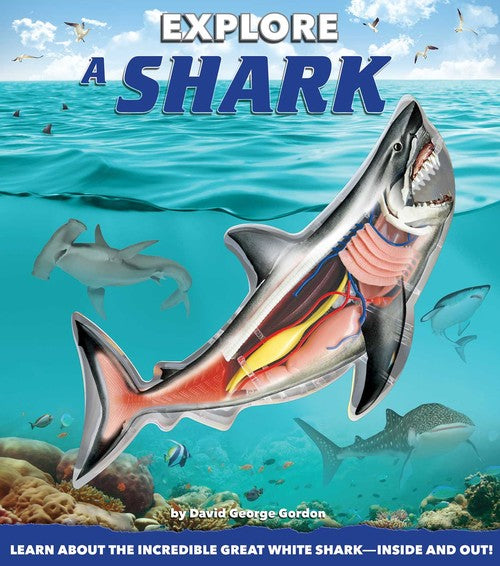 Explore a Shark