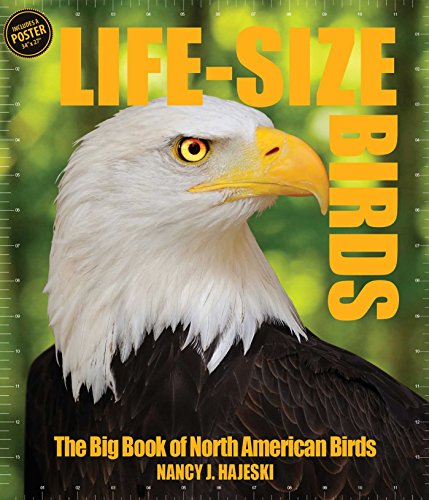 Life Size Birds