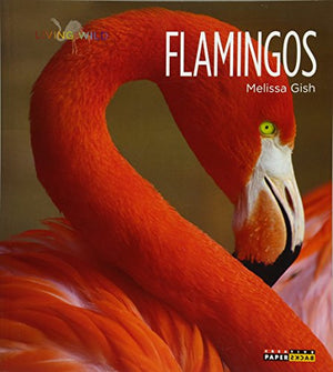 Living Wild: Flamingos