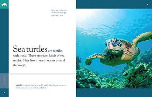Sea Turtles