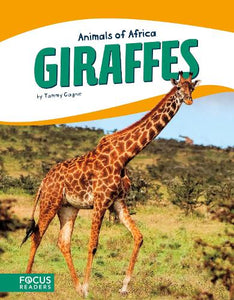 Giraffes 
