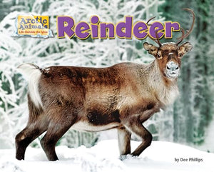 Reindeer