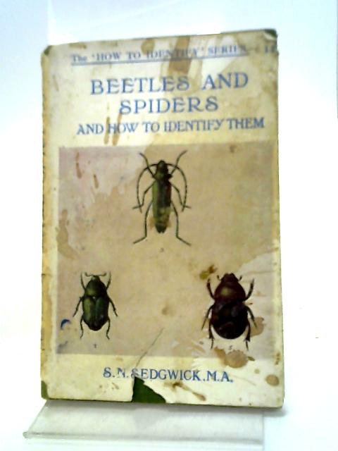 Common British Beetles And Spiders And How To Identify Them Series