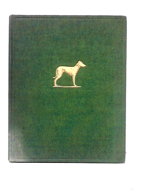The Modern Greyhound