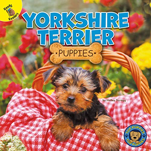 Yorkshire Terrier Puppies