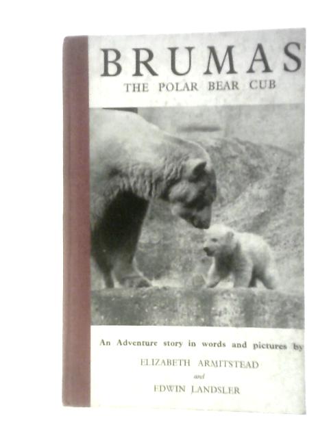 Brumas - The Polar Bear Cub