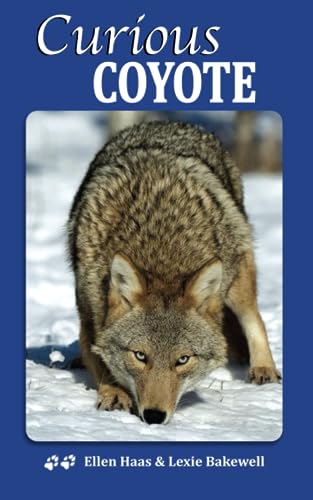 Curious Coyote