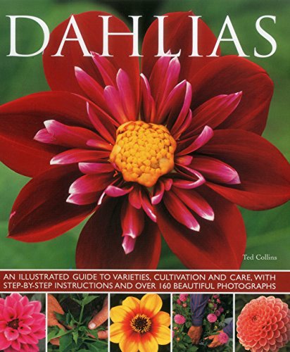 Dahlias