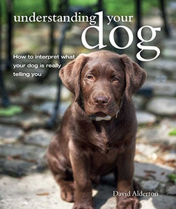 Understanding Your Dog 