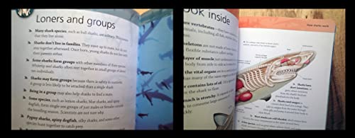 Sharks Mini Encyclopedia