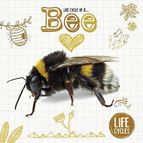 Honey Bee