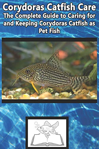 Corydoras Catfish Care
